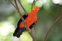 La diversidad de aves se distribuye en ecosistemas espec�ficos que se extienden desde la costa hasta la cordillera.