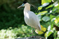 La diversidad de aves se distribuye en ecosistemas espec�ficos que se extienden desde la costa hasta la cordillera.