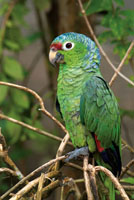 La Amazona autumnalis es un loro muy com�n en las tierras bajas del norte del Choc� Biogeogr�fico.