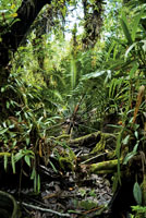 La chigua, Zamia roezli, semejante a una palma, es propia de los suelos pantanosos de manglares en el delta del r�o San Juan.