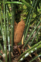 Cono femenino de la chigua, Zamia roezlii.