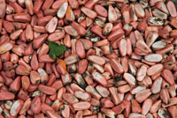 Las semillas de la chigua contienen sustancias t�xicas que deben eliminarse antes de su consumo.
