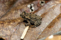 El Choc� Biogeogr�fico es una de las regiones con mayor diversidad de especies de ranas del mundo.