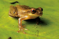 El Choc� Biogeogr�fico es una de las regiones con mayor diversidad de especies de ranas del mundo.