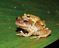 El Choc� Biogeogr�fico es una de las regiones con mayor diversidad de especies de ranas del mundo.