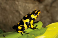 El Choc� Biogeogr�fico es una de las regiones con mayor diversidad de especies de ranas del mundo. 