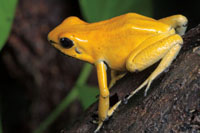 La rana kokoi dorada, Phyllobates terribilis, end�mica de las selvas h�medas de la parte sur del Choc� Biogeogr�fico, es considerada el animal m�s venenoso en el mundo.