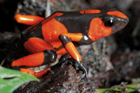 Rana kokoi en el sotobosque de la selva en la serran�a del Baud�.

