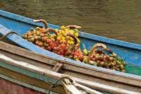 La cosecha de chontaduro dinamiza la econom�a regional.