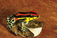 Artesan�a ind�gena.