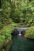 El agua, el aire, el paisaje y el reciclaje de nutrientes son algunos de los servicios ecosist&eacute;micos que proporciona la biodiversidad para el bienestar humano. 