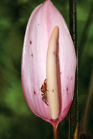 La riqueza de la biodiversidad del Choc&oacute; Biogeogr&aacute;fico se manifiesta en recursos alimenticios, fibras y otros materiales con los que se elaboran objetos de gran valor est&eacute;tico.