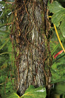 La riqueza de la biodiversidad del Choc&oacute; Biogeogr&aacute;fico se manifiesta en recursos alimenticios, fibras y otros materiales con los que se elaboran objetos de gran valor est&eacute;tico.