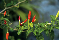 La riqueza de la biodiversidad del Choc&oacute; Biogeogr&aacute;fico se manifiesta en recursos alimenticios, fibras y otros materiales con los que se elaboran objetos de gran valor est&eacute;tico.