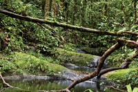 La inmensa disponibilidad de agua permite el desarrollo de una exuberante vegetaci�n en las selvas de las tierras bajas del Choc� Biogeogr�fico.