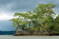 Como consecuencia del cambio clim&aacute;tico global, el nivel del mar est&aacute; experimentando un ascenso que causar&aacute; el retroceso de la l&iacute;nea de costa y de los manglares.