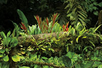 La diversidad de plantas en los bosques del Choc� Biogeogr�fico es una de las m�s grandes del mundo.