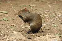 El �eque, Dasyprocta punctata, es un elemento de la fauna que arrib� a Suram�rica a trav�s del istmo centroamericano.