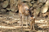 El venado coliblanco, Odocoileus virginianus, es un elemento de la fauna que arrib� a Suram�rica a trav�s del istmo centroamericano.