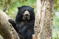 El oso de anteojos, Tremarctos ornatos, es un elemento de la fauna que arrib� a Suram�rica a trav�s del istmo centroamericano.