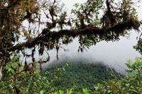 Bosque de niebla de la vertiente del Pac&iacute;fico de la cordillera Occidental.
