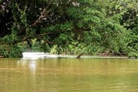 Al llegar a la planicie costera, los r�os se ensanchan y su corriente disminuye.