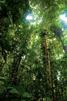 En las selvas h�medas del Choc� Biogeogr�fico se encuentra la mayor cantidad de especies de plantas le�osas en el mundo por unidad de �rea.