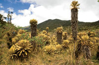 Los p�ramos de la cordillera Occidental son ricos en plantas end�micas.
