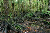 La costa pac�fica se caracteriza por sus bosques de manglar.