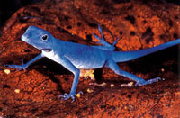 El lagarto azul, Anolis gorgonae, es una especie end�mica y emblem�tica de la Isla Gorgona.