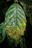 La alta humedad en la selva permite que musgos y l�quenes colonicen cualquier tipo de sustrato, incluyendo el follaje de plantas del sotobosque.