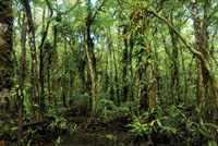 Bosque de mangle pi�uelo.