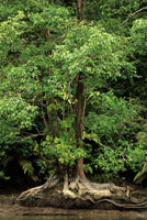 Los mangles, pi�uelo, nato y rojo, ocupan espacios diferentes en el manglar y sirven de soporte para gran variedad de plantas ep�fitas, entre ellas orqu�deas y bromelias.