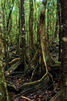 Los mangles, pi�uelo, nato y rojo, ocupan espacios diferentes en el manglar y sirven de soporte para gran variedad de plantas ep�fitas, entre ellas orqu�deas y bromelias.