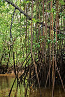 Los mangles, pi�uelo, nato y rojo, ocupan espacios diferentes en el manglar y sirven de soporte para gran variedad de plantas ep�fitas, entre ellas orqu�deas y bromelias.