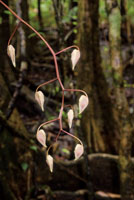 Los mangles, pi�uelo, nato y rojo, ocupan espacios diferentes en el manglar y sirven de soporte para gran variedad de plantas ep�fitas, entre ellas orqu�deas y bromelias.
