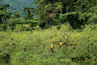En las colinas costeras de bosque h�medo tropical, el manglar joven es colonizado por bromelias.