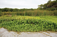 Los humedales de los terrenos bajos, son ocupados por plantas flotantes y en sus orillas abundan pastos acu�ticos. Este es el h�bitat de caimanes y de varias especies de aves zancudas y playeras.