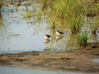 Los humedales de los terrenos bajos, son ocupados por plantas flotantes y en sus orillas abundan pastos acu�ticos. Este es el h�bitat de caimanes y de varias especies de aves zancudas y playeras.