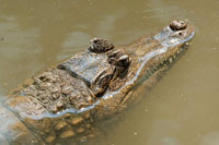 Los humedales de los terrenos bajos, son ocupados por plantas flotantes y en sus orillas abundan pastos acu�ticos. Este es el h�bitat de caimanes y de varias especies de aves zancudas y playeras.
