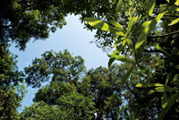 La vegetaci�n de la selva est� estratificada verticalmente seg�n los gradientes de humedad y luz.