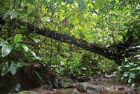 La vegetaci�n de la selva est� estratificada verticalmente seg�n los gradientes de humedad y luz.