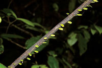 En las zonas poco iluminadas del sotobosque predominan los arbustos peque�os, las plantas rastreras, los helechos y los hongos.