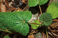 En las zonas poco iluminadas del sotobosque predominan los arbustos peque�os, las plantas rastreras, los helechos y los hongos.