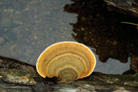 En las zonas poco iluminadas del sotobosque predominan los arbustos peque�os, las plantas rastreras, los helechos y los hongos.