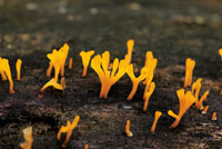 En las zonas poco iluminadas del sotobosque predominan los arbustos peque�os, las plantas rastreras, los helechos y los hongos.