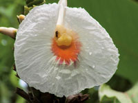 Las flores llamativas de Dimerocostus sp., un pariente del jengibre, atraen a los insectos polinizadores necesarios para su fertilizaci�n.