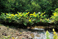 Un tronco ca�do en una zona bien iluminada, constituye un sustrato ideal para el crecimiento de anturios, orqu�deas y otras plantas ep�fitas.