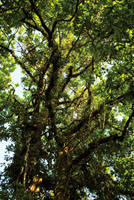 �rbol de aspav� cubierto de lianas y bromelias.