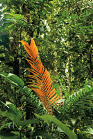 La coloraci�n rojiza y el mal sabor de las hojas j�venes de las palmas, sirven para repeler a los herb�voros.